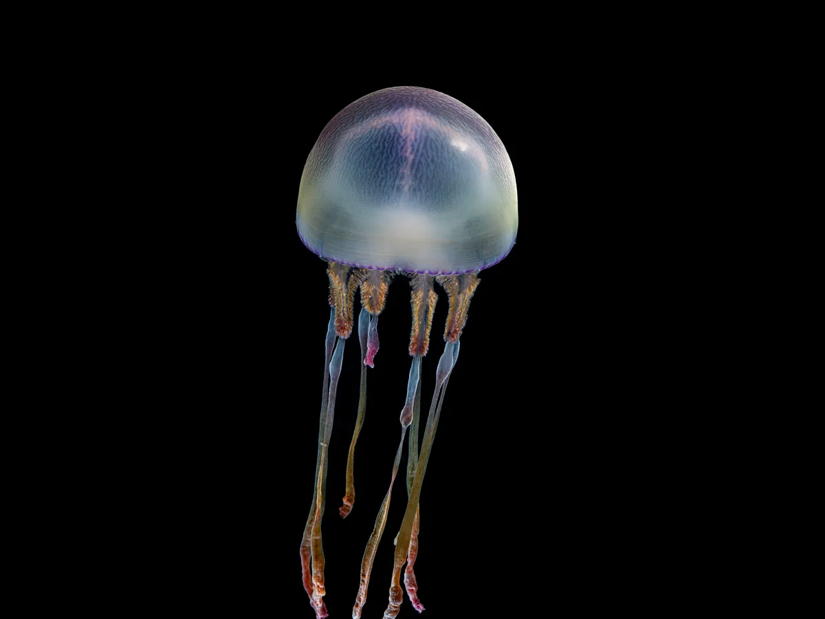 Monterey Bay Aquarium