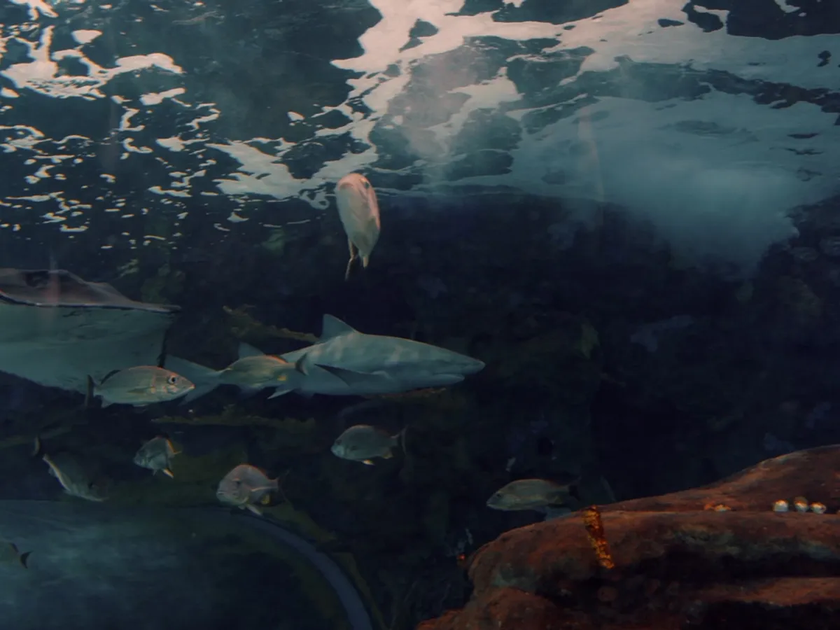 Ripley's Aquarium of Canada